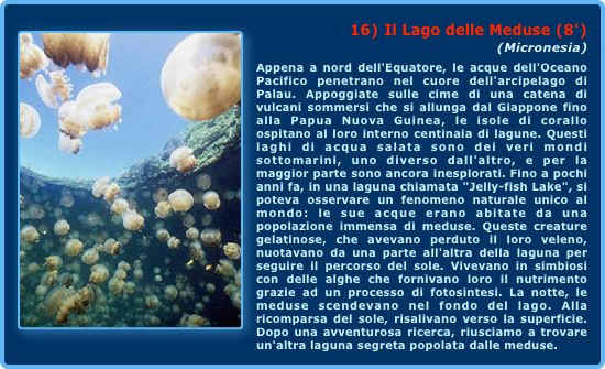 ￼16) Il Lago delle Meduse (8')
(Micronesia)Appena a nord dell'Equatore, le acque dell'Oceano Pacifico penetrano nel cuore dell'arcipelago di Palau. Appoggiate sulle cime di una catena di vulcani sommersi che si allunga dal Giappone fino alla Papua Nuova Guinea, le isole di corallo ospitano al loro interno centinaia di lagune. Questi laghi di acqua salata sono dei veri mondi sottomarini, uno diverso dall'altro, e per la maggior parte sono ancora inesplorati. Fino a pochi anni fa, in una laguna chiamata "Jelly-fish Lake", si poteva osservare un fenomeno naturale unico al mondo: le sue acque erano abitate da una popolazione immensa di meduse. Queste creature gelatinose, che avevano perduto il loro veleno, nuotavano da una parte all'altra della laguna per seguire il percorso del sole. Vivevano in simbiosi con delle alghe che fornivano loro il nutrimento grazie ad un processo di fotosintesi. La notte, le meduse scendevano nel fondo del lago. Alla ricomparsa del sole, risalivano verso la superficie. Dopo una avventurosa ricerca, riusciamo a trovare un'altra laguna segreta popolata dalle meduse.